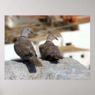 Trotles in Betancuria. Fuerteventura. Poster