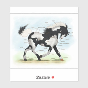 Trotting Piebald Overo Paint Horse Anatomy Chart