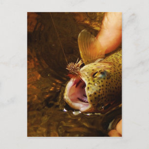 Trout and Fly Postcard