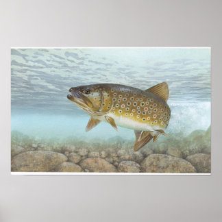 Trout, brook poster