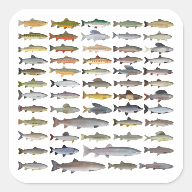 Trout, Char, Grayling, Hucho and Whitefish Group Square Sticker (Front)