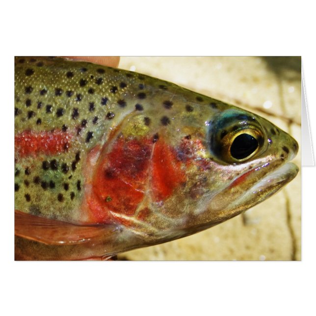 Trout in Hands (Front Horizontal)