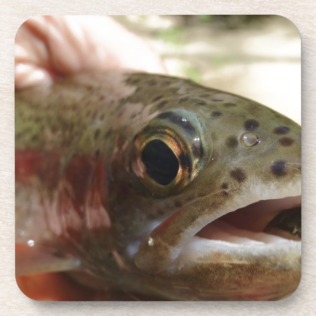 Trout in Hands Coaster (Front)