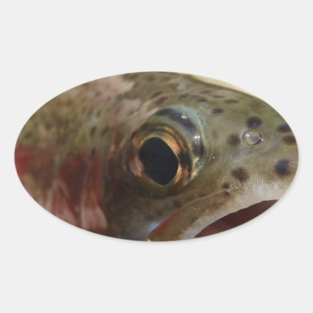 Trout in Hands Oval Sticker (Front)