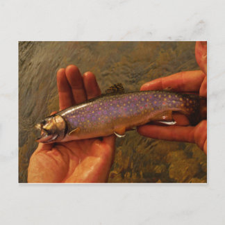 Trout in Hands Postcard