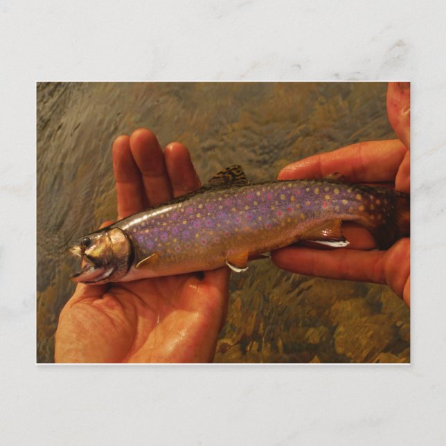 Trout in Hands Postcard (Front)