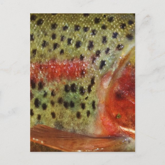 Trout in Hands Postcard (Front)