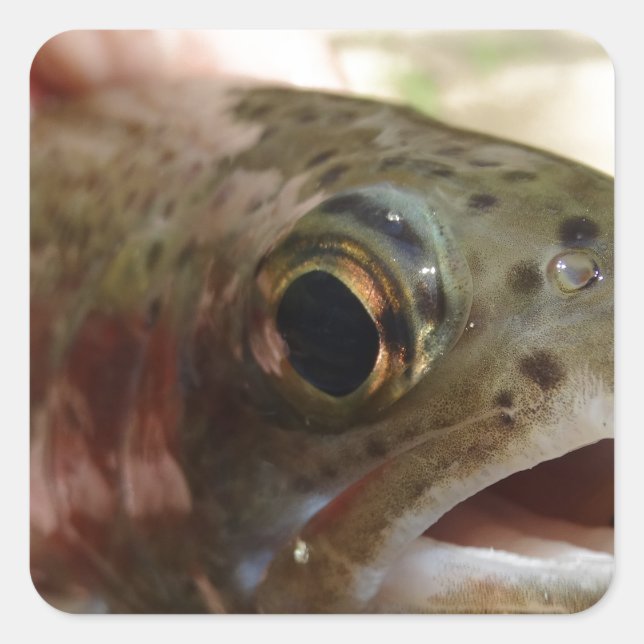 Trout in Hands Square Sticker (Front)