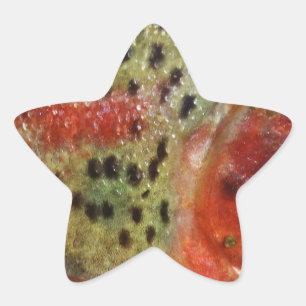 Trout in Hands Star Sticker