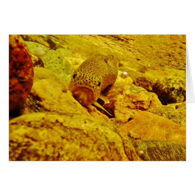 Trout in stream (Front Horizontal)