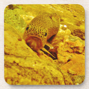 Trout in stream coaster