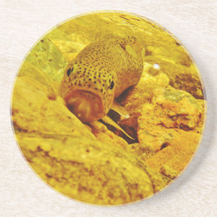 Trout in stream coaster