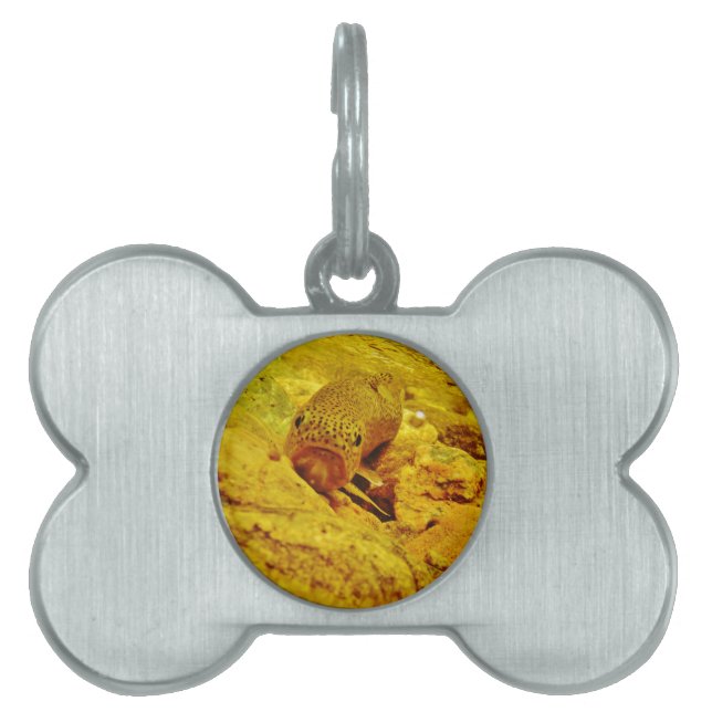 Trout in stream pet ID tag (Front)