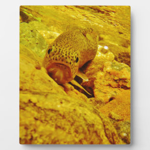 Trout in stream plaque