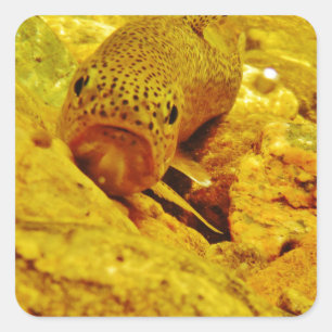 Trout in stream square sticker