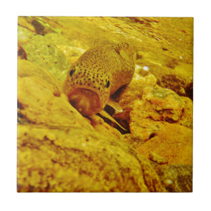 Trout in stream tile