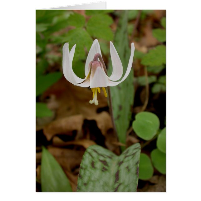 Trout Lily (Front)