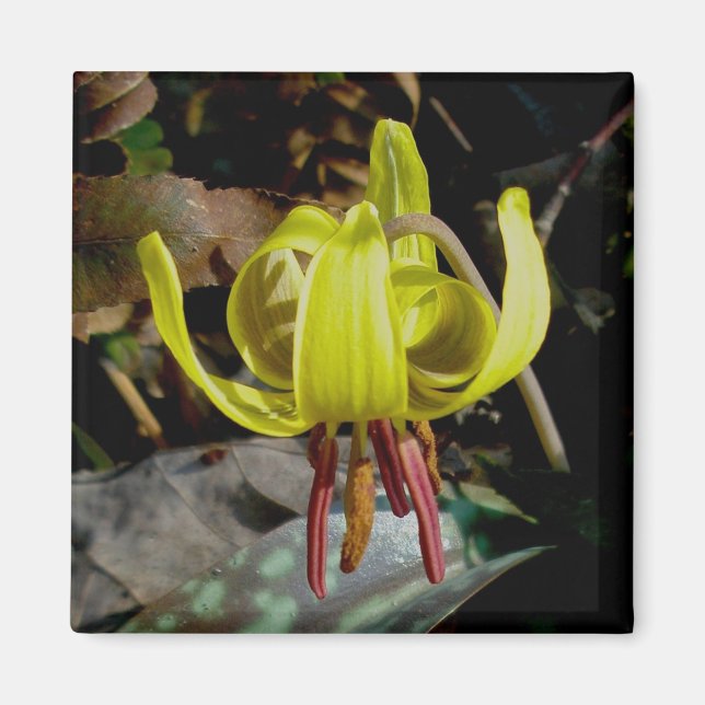 Trout Lily #1 Magnet (Front)