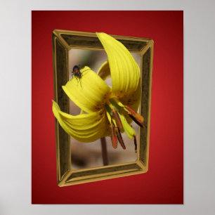 Trout Lily Flower Out Of Bounds Art Poster