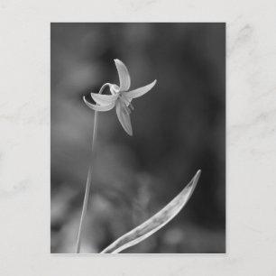Trout Lily Postcard