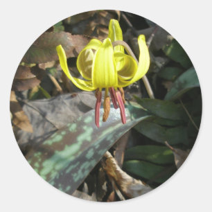 Trout Lily Wildflower - Erythronium americanum Classic Round Sticker