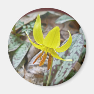 Trout Lily Wildflower - Erythronium americanum Magnet
