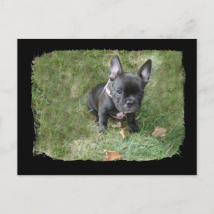 Trudy the French Bulldog Postcard