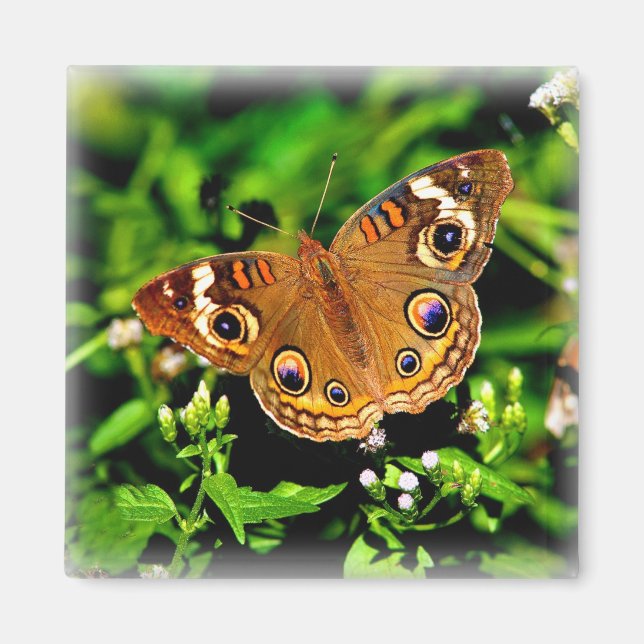 True Colours - Buckeye Butterfly Magnet (Front)