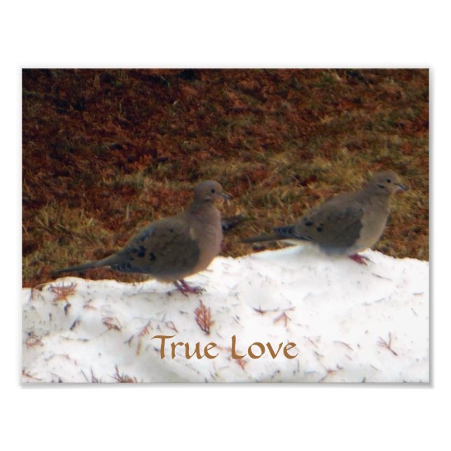 True Love Mourning Doves Photo Print (Front)