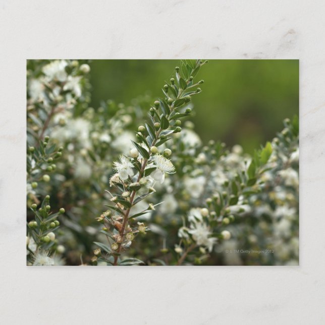 true myrtle in flower postcard (Front)