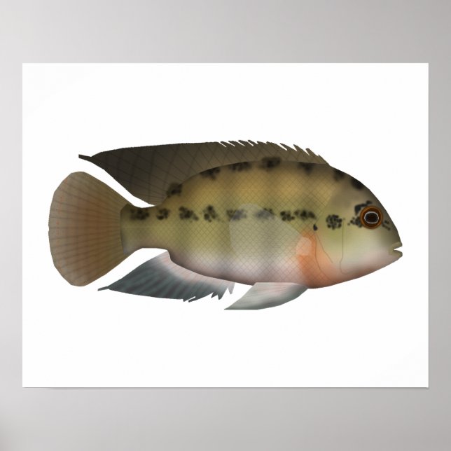 True Parrot Cichlid Poster (Front)