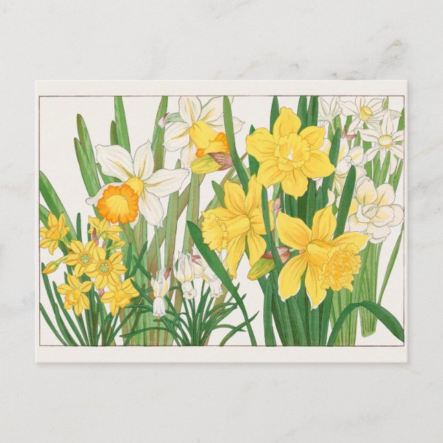 Trumpet narcissus by Tanigami Konan Postcard (Front)