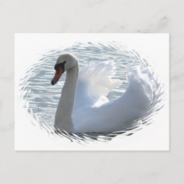 Trumpet Swan Postcard (Front)