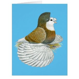 Trumpeter Pigeon AOC Baldhead
