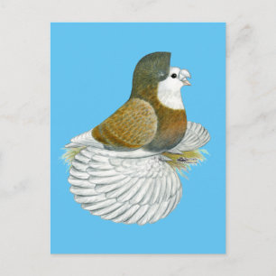 Trumpeter Pigeon AOC Baldhead Postcard