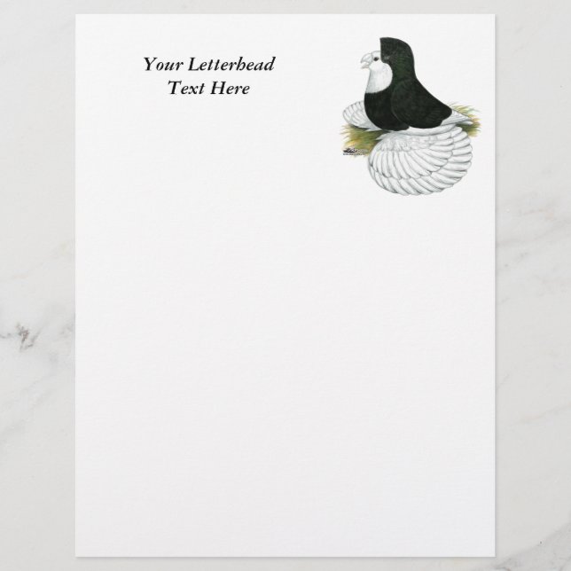 Trumpeter Pigeon Black Baldhead (Front)