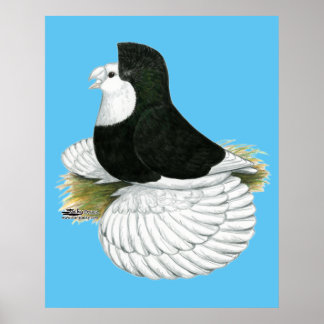 Trumpeter Pigeon Black Baldhead Poster