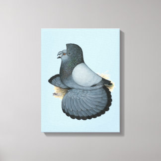 Trumpeter Pigeon Blue Barless Canvas Print