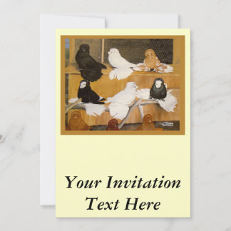 Trumpeter Pigeon Champions Invitation