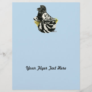 Trumpeter Pigeon Dark Splash Flyer