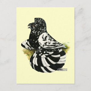 Trumpeter Pigeon Dark Splash Postcard