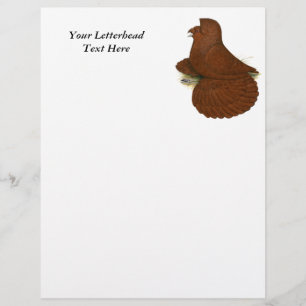 Trumpeter Pigeon Red