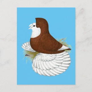 Trumpeter Pigeon Red Baldhead Postcard