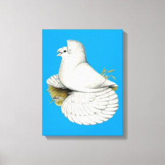 Trumpeter Pigeon White Canvas Print