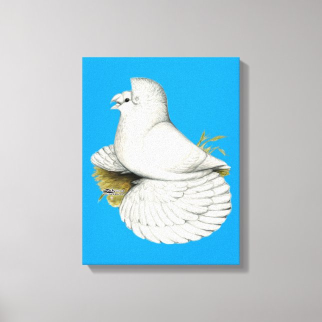 Trumpeter Pigeon White Canvas Print (Front)