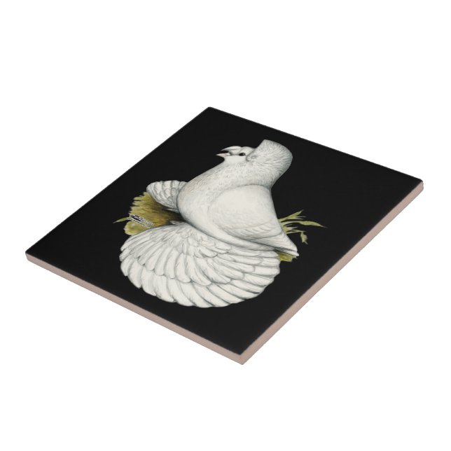Trumpeter Pigeon White Tile (Side)