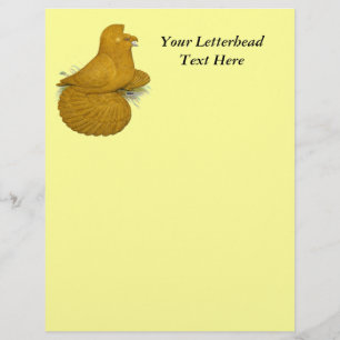 Trumpeter Pigeon Yellow Self