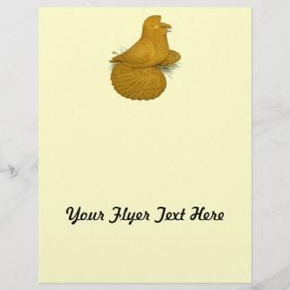 Trumpeter Pigeon Yellow Self Flyer