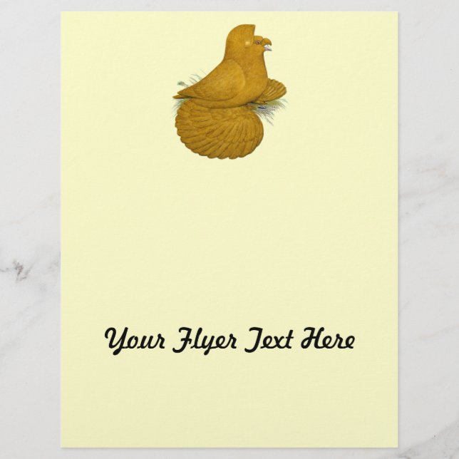 Trumpeter Pigeon Yellow Self Flyer (Front)