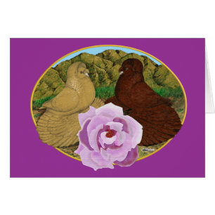Trumpeter Pigeons and Rose